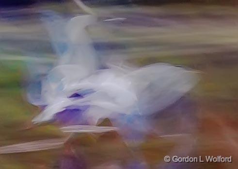 Motion Abstract_05870.jpg - Great Blue Heron (Ardea herodias) photographed near Lindsay, Ontario, Canada.